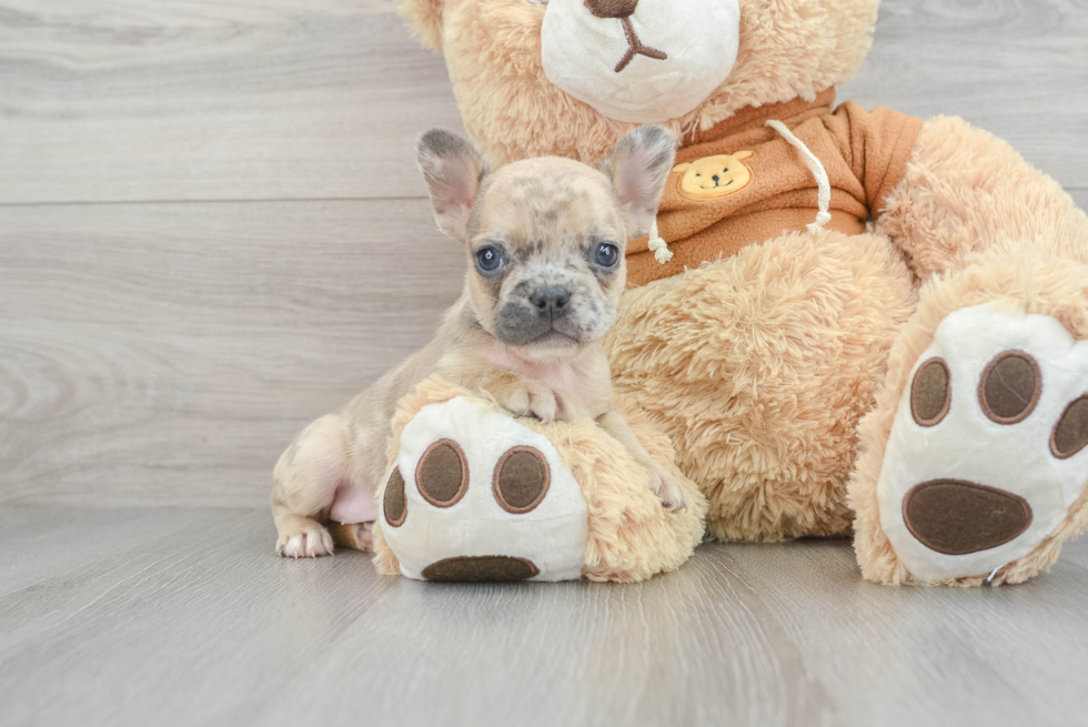 Fluffy Frenchie Purebred Puppy