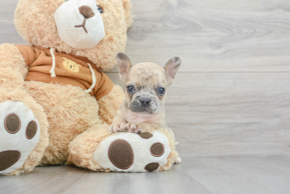 Little French Bulldog Baby