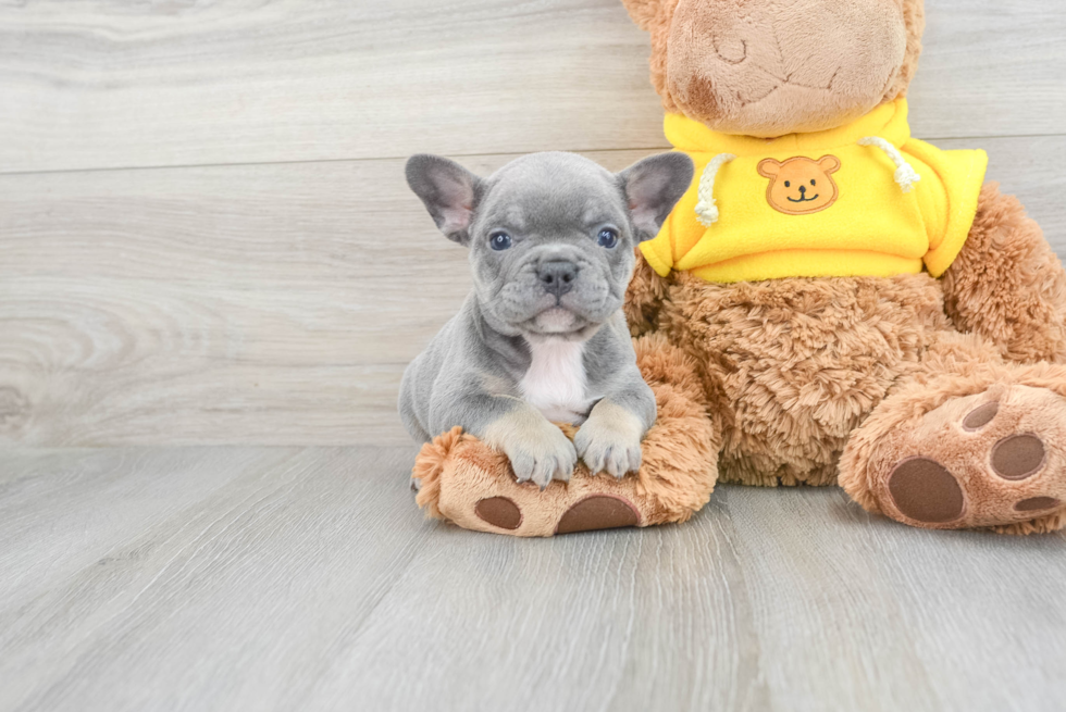 Best French Bulldog Baby