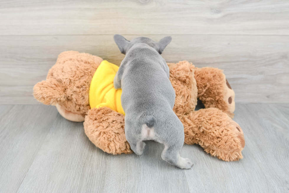 Best French Bulldog Baby