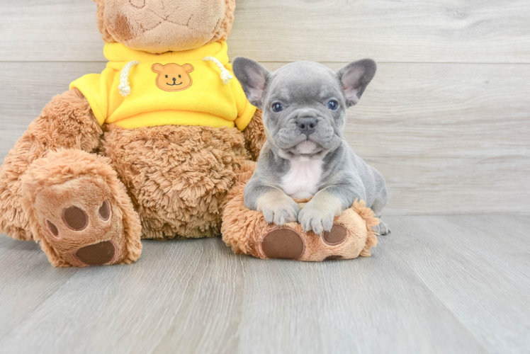 Smart Frenchie Purebred Puppy