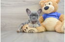 Hypoallergenic French Bulldog Baby