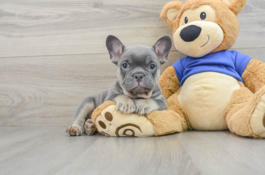 Hypoallergenic French Bulldog Baby