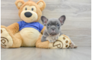 Adorable Frenchie Purebred Puppy