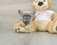 6 week old French Bulldog Puppy For Sale - Premier Pups