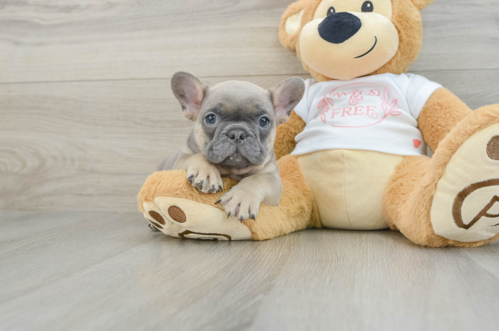 7 week old French Bulldog Puppy For Sale - Premier Pups