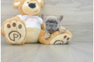 Hypoallergenic French Bulldog Baby