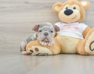 6 week old French Bulldog Puppy For Sale - Premier Pups