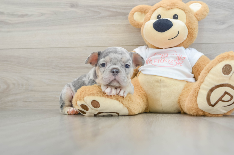 6 week old French Bulldog Puppy For Sale - Premier Pups