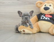 7 week old French Bulldog Puppy For Sale - Premier Pups