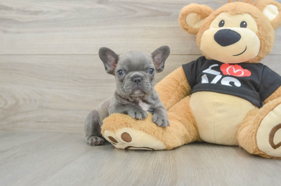 7 week old French Bulldog Puppy For Sale - Premier Pups