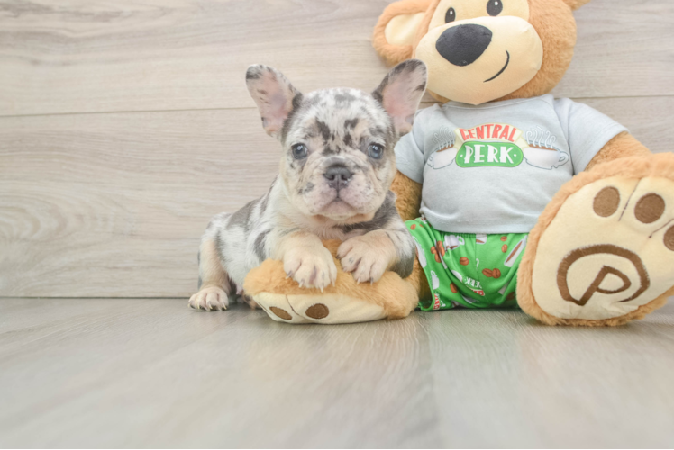 French Bulldog Pup Being Cute