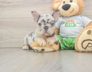 6 week old French Bulldog Puppy For Sale - Premier Pups