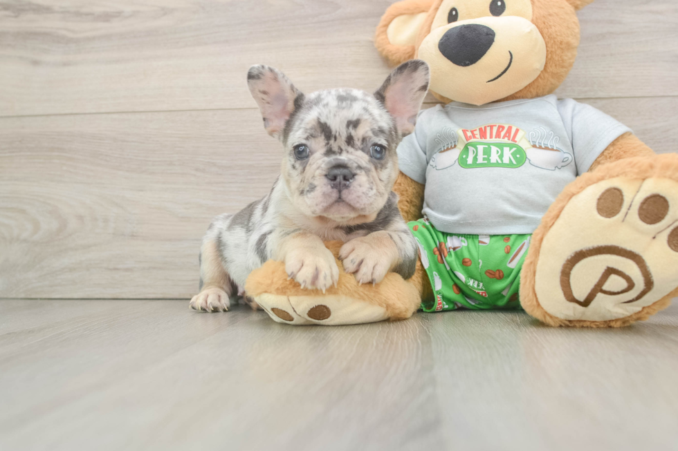 French Bulldog Pup Being Cute