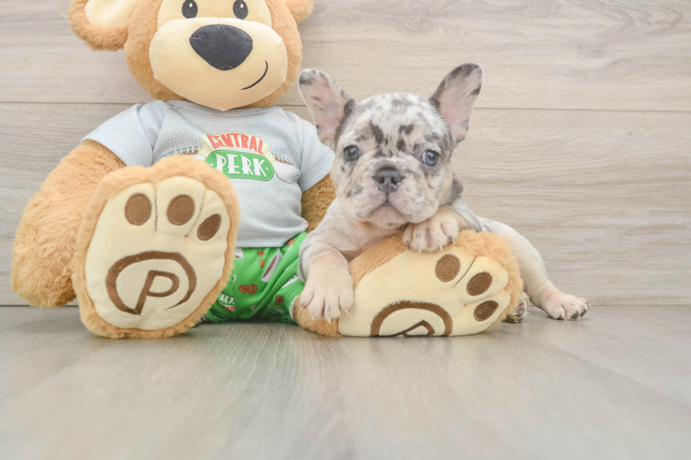 Popular French Bulldog Purebred Pup
