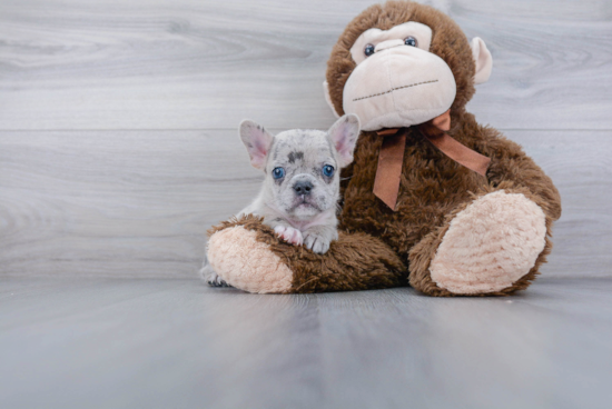 Best French Bulldog Baby