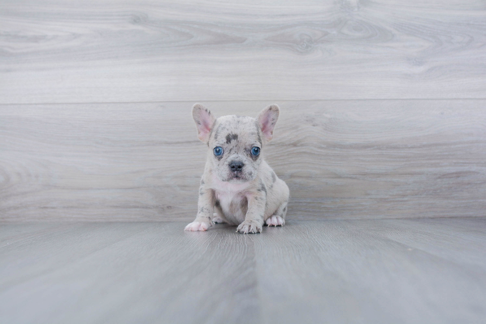 French Bulldog Pup Being Cute