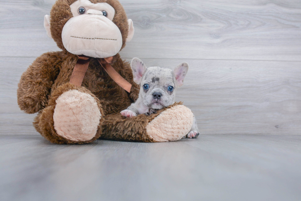 Small French Bulldog Purebred Pup