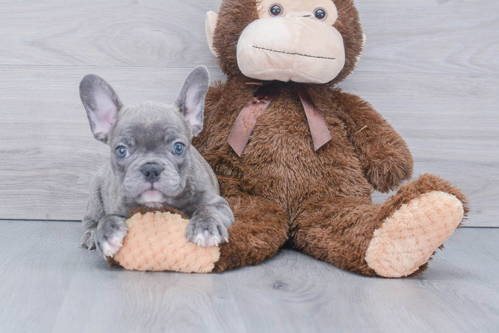 Cute Frenchie Purebred Puppy