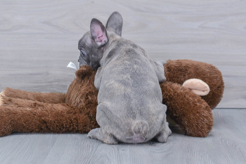 French Bulldog Pup Being Cute