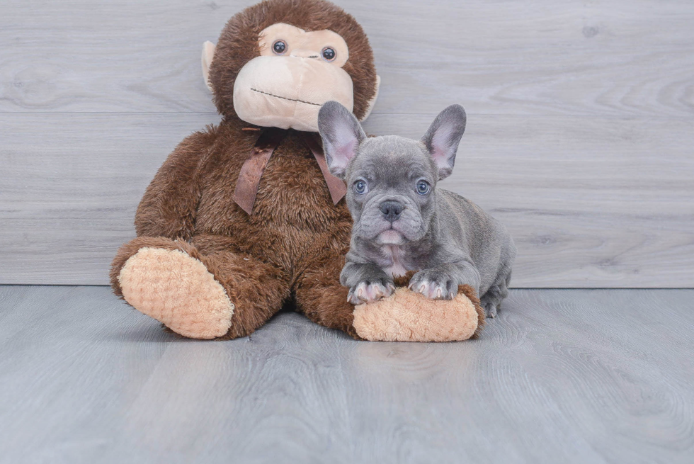 French Bulldog Pup Being Cute