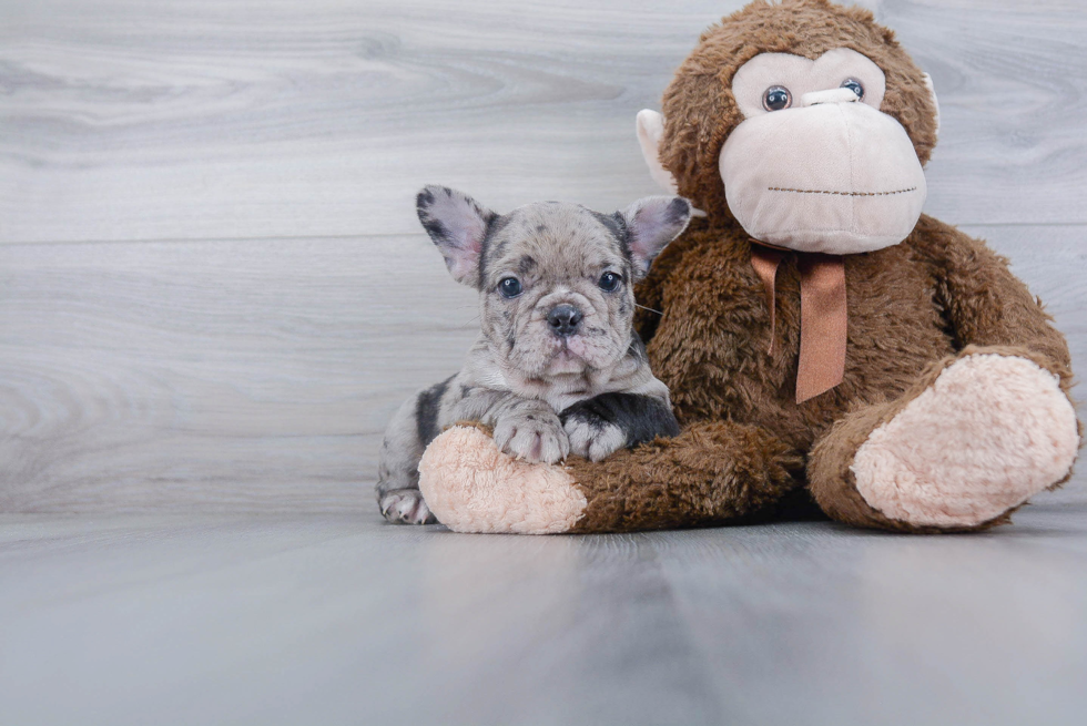 Hypoallergenic French Bulldog Baby