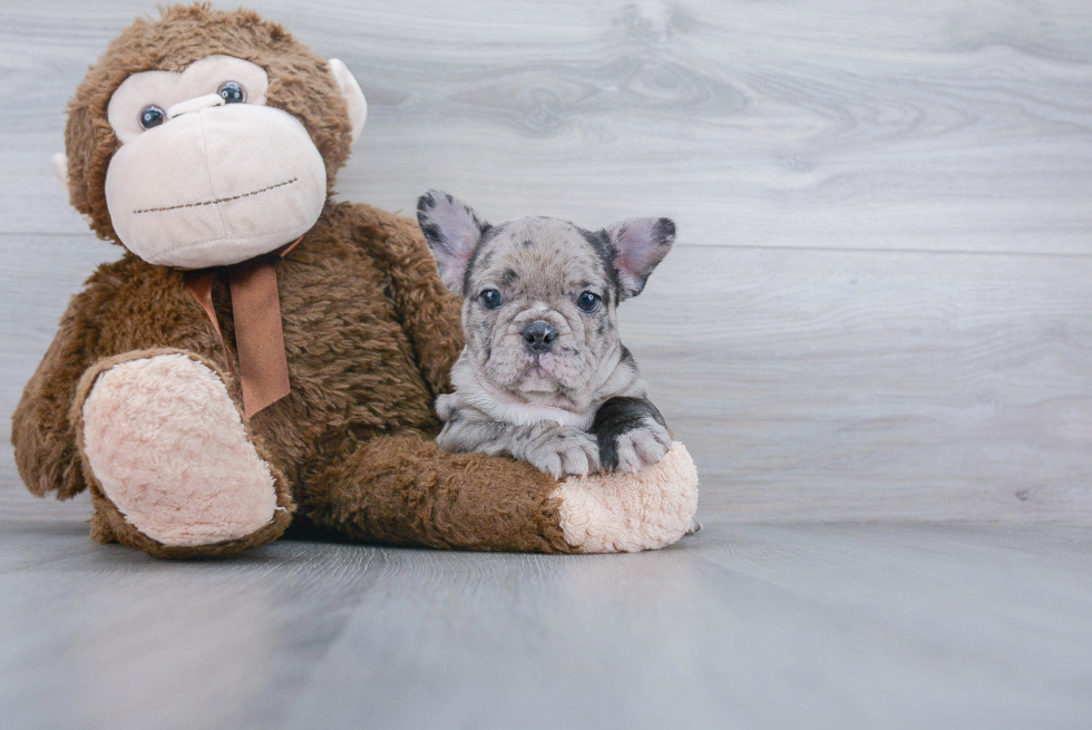 French Bulldog Pup Being Cute