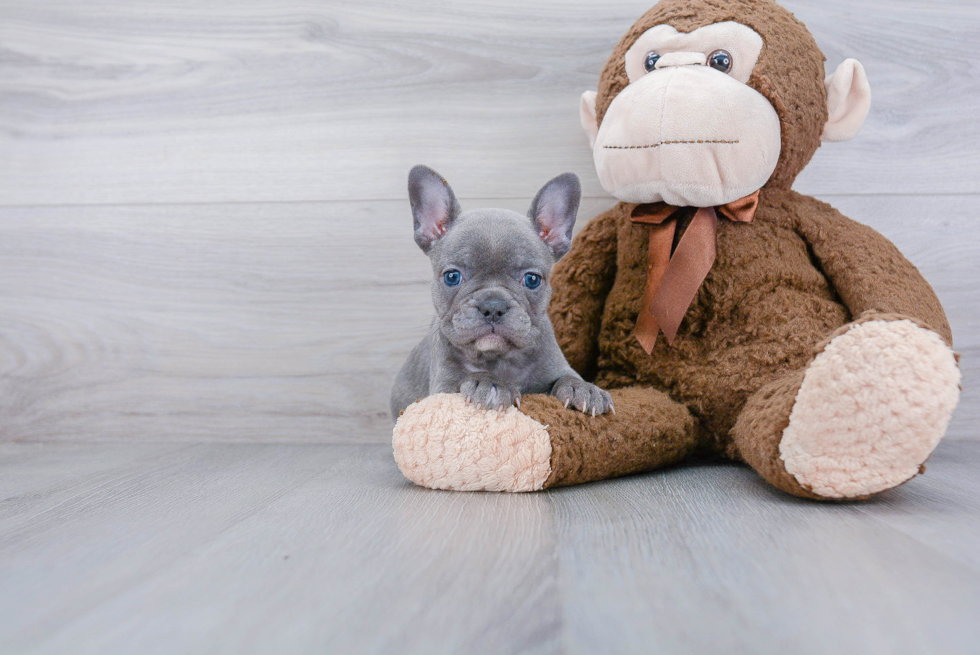 Best French Bulldog Baby