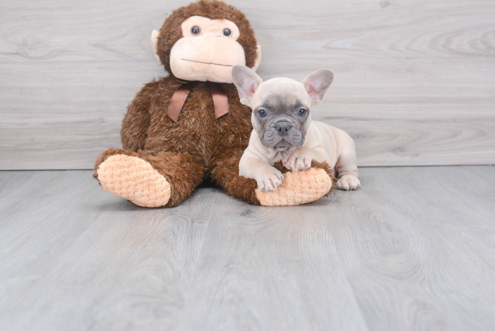 Akc Registered French Bulldog Baby