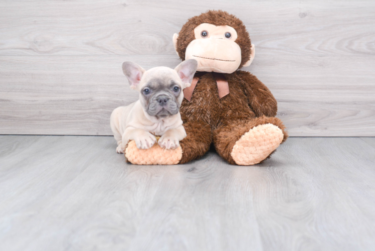 Playful French Bulldog Baby