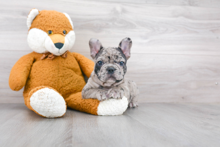 Little French Bulldog Purebred Pup