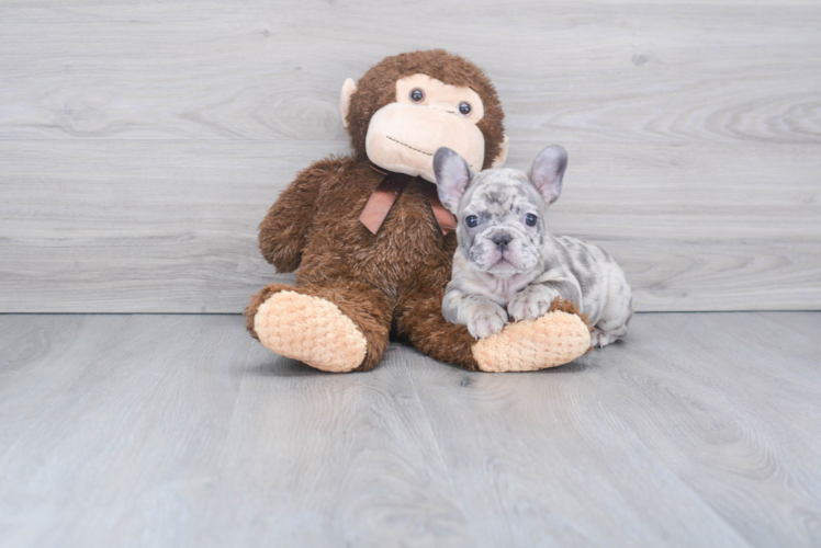 Best French Bulldog Baby