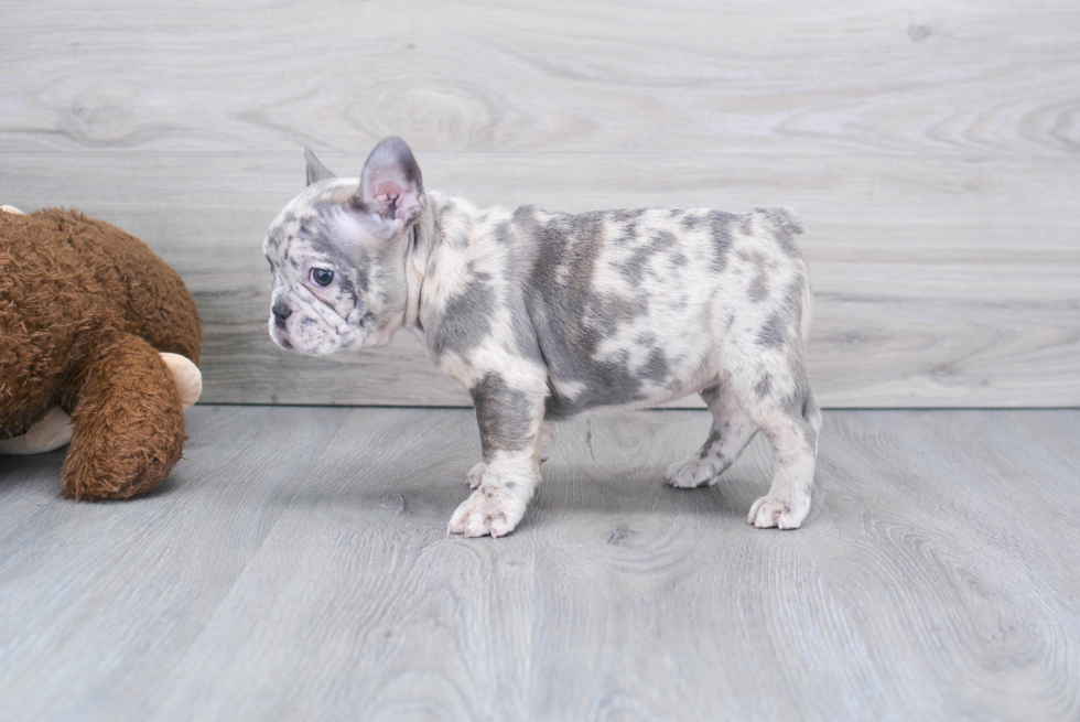 Small French Bulldog Purebred Pup