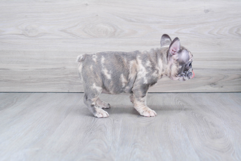 French Bulldog Puppy for Adoption