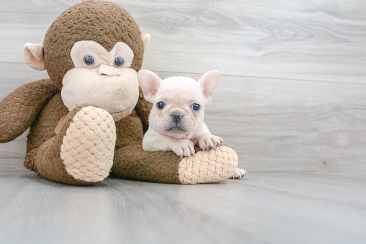 Best French Bulldog Baby