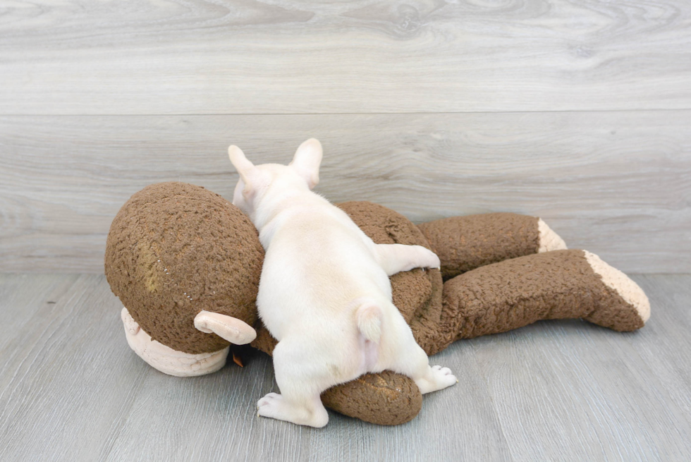 Playful French Bulldog Purebred Pup