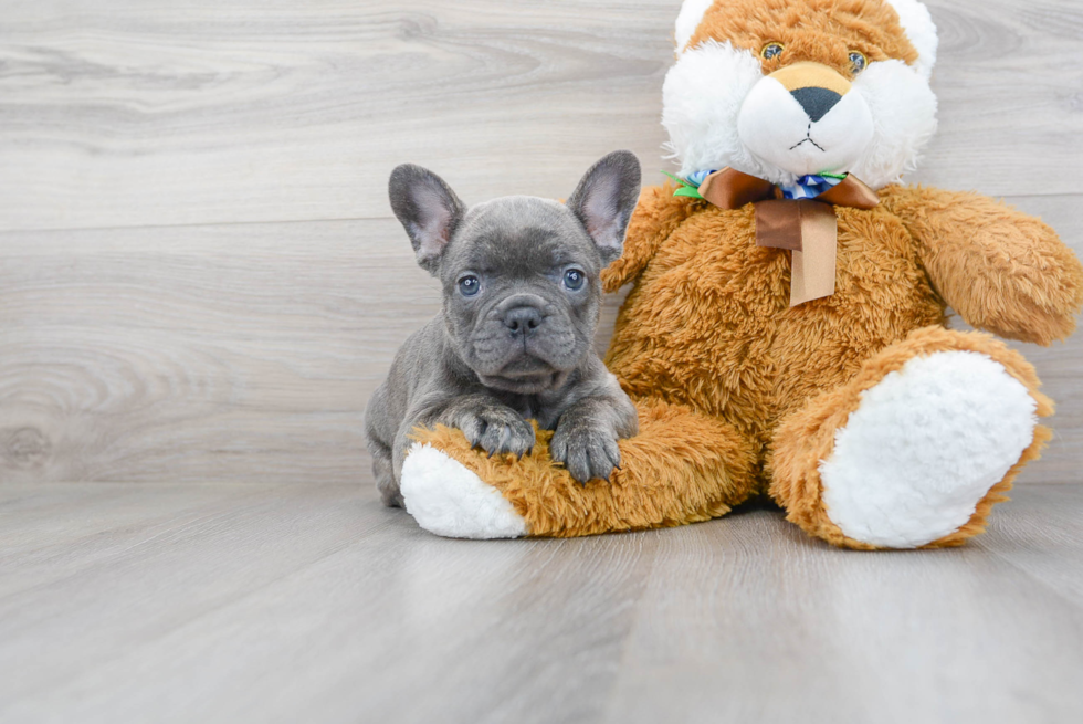 French Bulldog Pup Being Cute