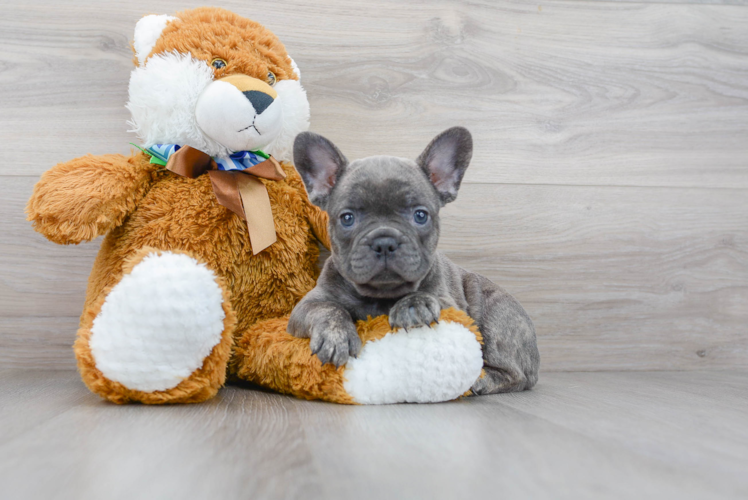 Small French Bulldog Purebred Pup