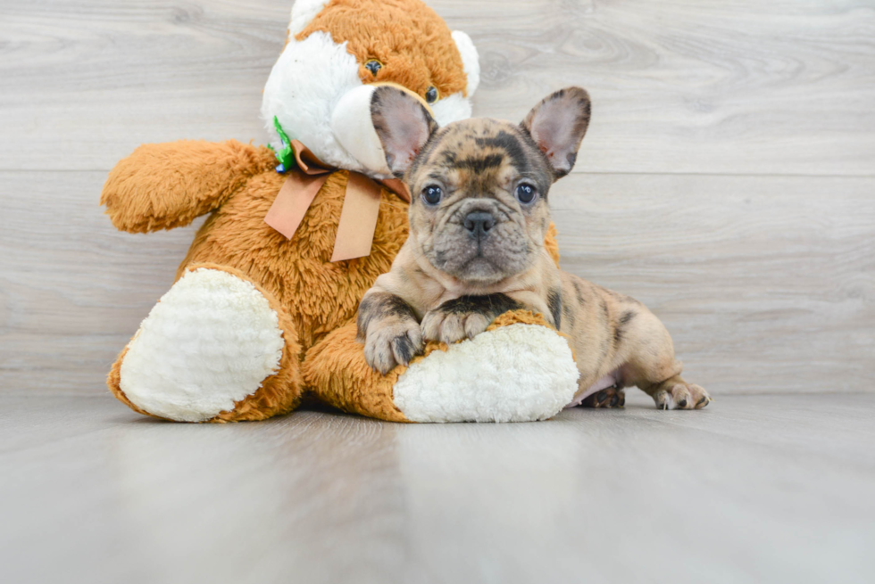 Small French Bulldog Baby