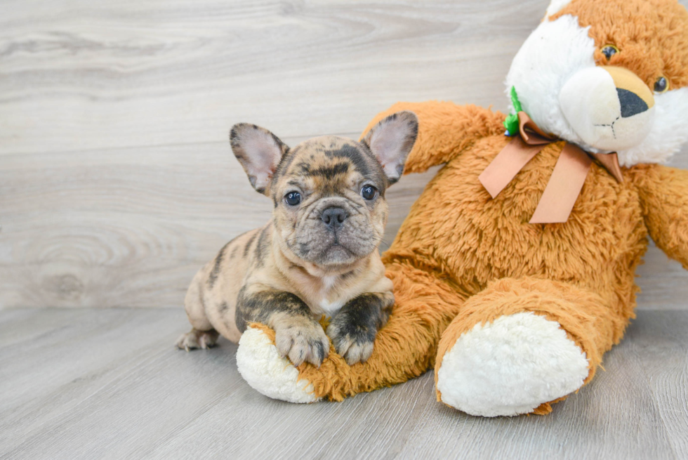 French Bulldog Puppy for Adoption