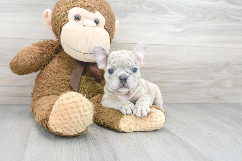 Hypoallergenic French Bulldog Purebred Pup