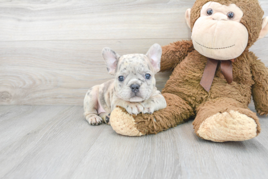 Funny French Bulldog Purebred Pup