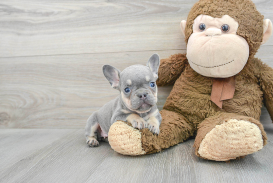 Best French Bulldog Baby