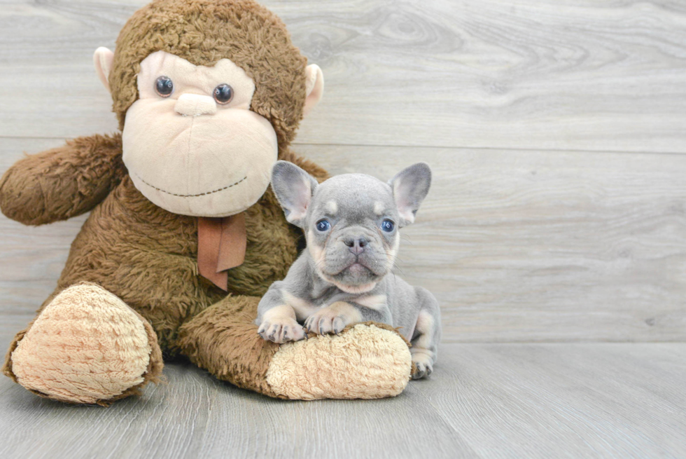 Petite Frenchie Purebred Puppy