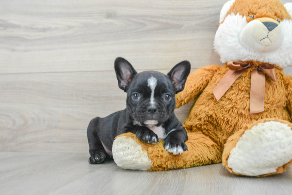 Cute Frenchie Purebred Puppy