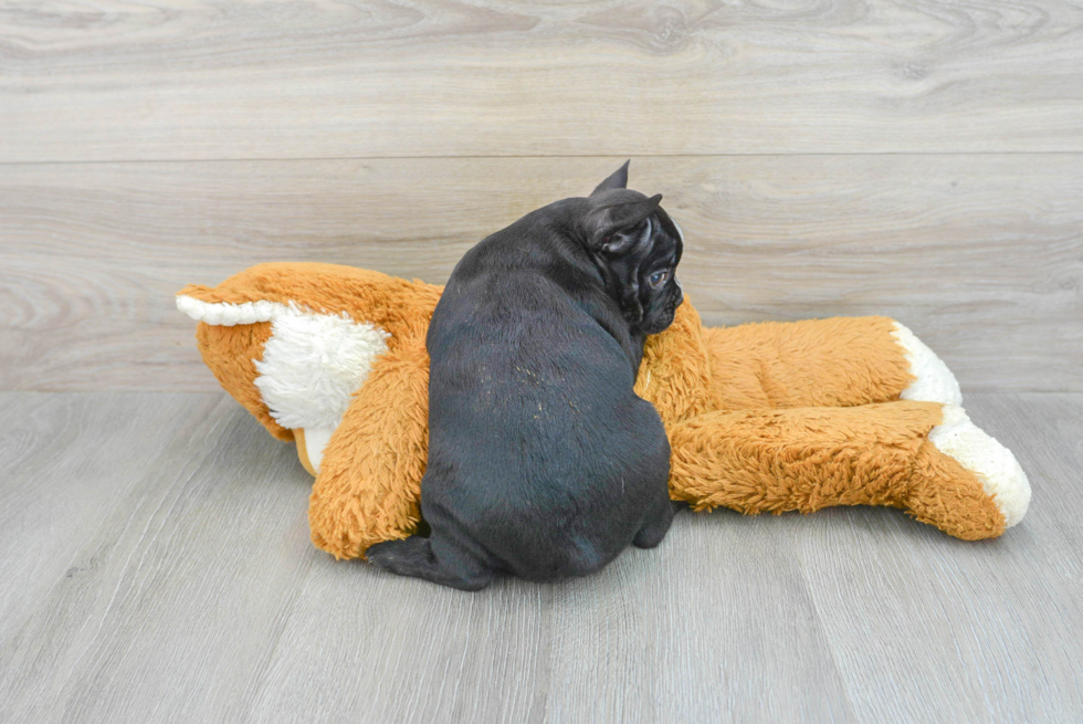 Popular French Bulldog Purebred Pup