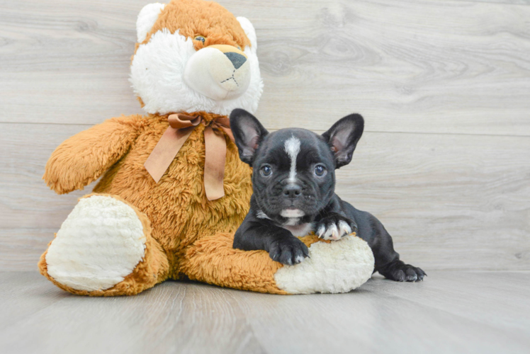 Friendly French Bulldog Baby