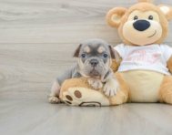 7 week old French Bulldog Puppy For Sale - Premier Pups