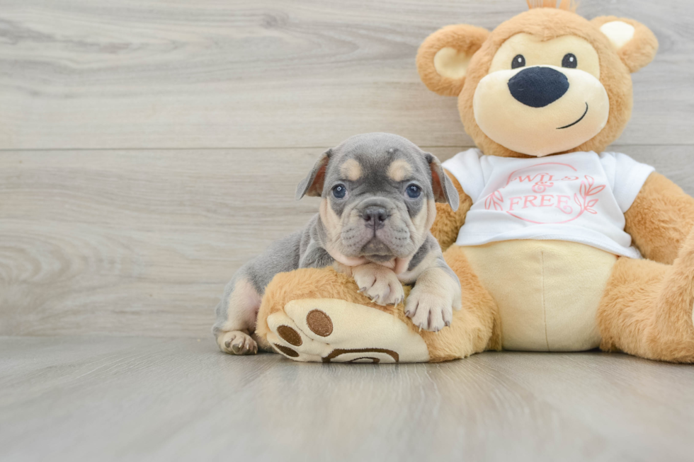 Best French Bulldog Baby