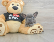 7 week old French Bulldog Puppy For Sale - Premier Pups